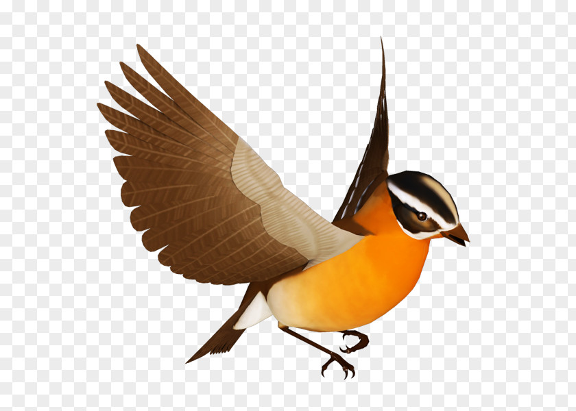 Bird Cygnini Clip Art PNG