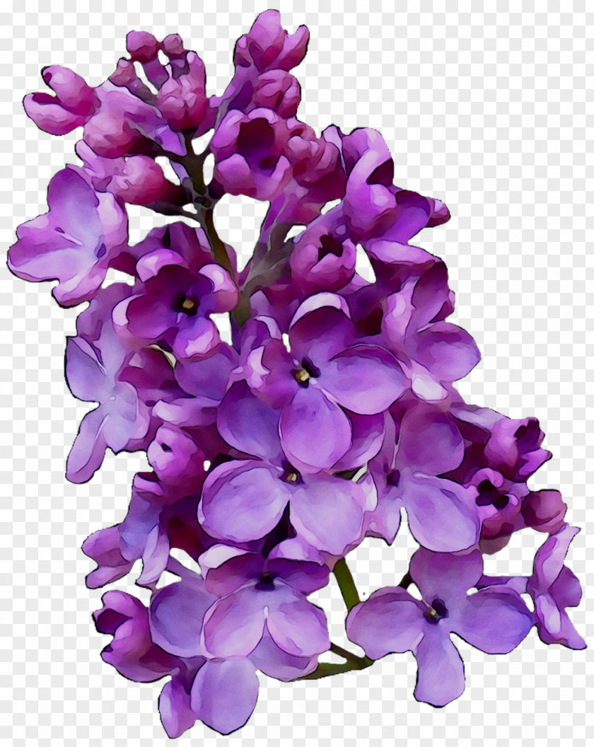 Lilac Cut Flowers Violet Family M Invest D.o.o. PNG