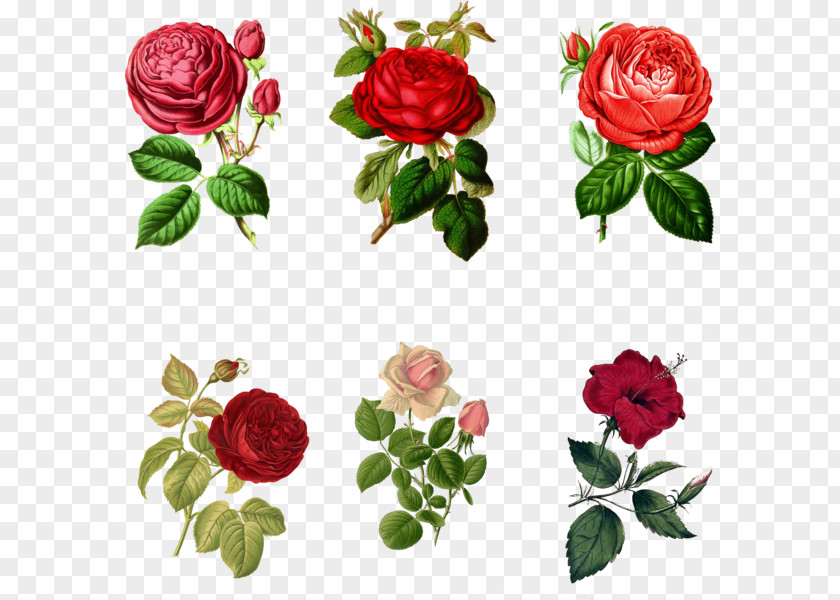 Mix Flowers Garden Roses Art Clip PNG