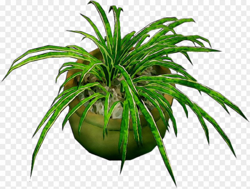 Palm Trees Grasses Aquarium Plant Stem Terrestrial PNG