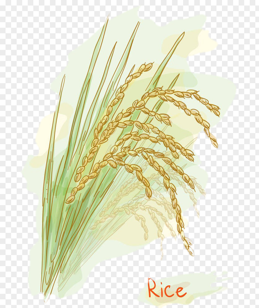 Rice Seed Vector Picture Stock Photography Watercolor Painting Clip Art PNG