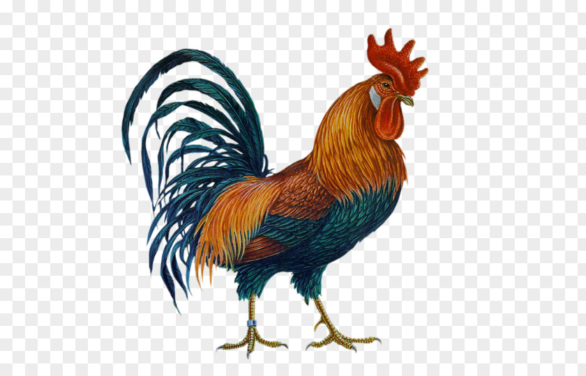 Rooster Rhode Island Red Brahma Chicken Plymouth Rock PNG