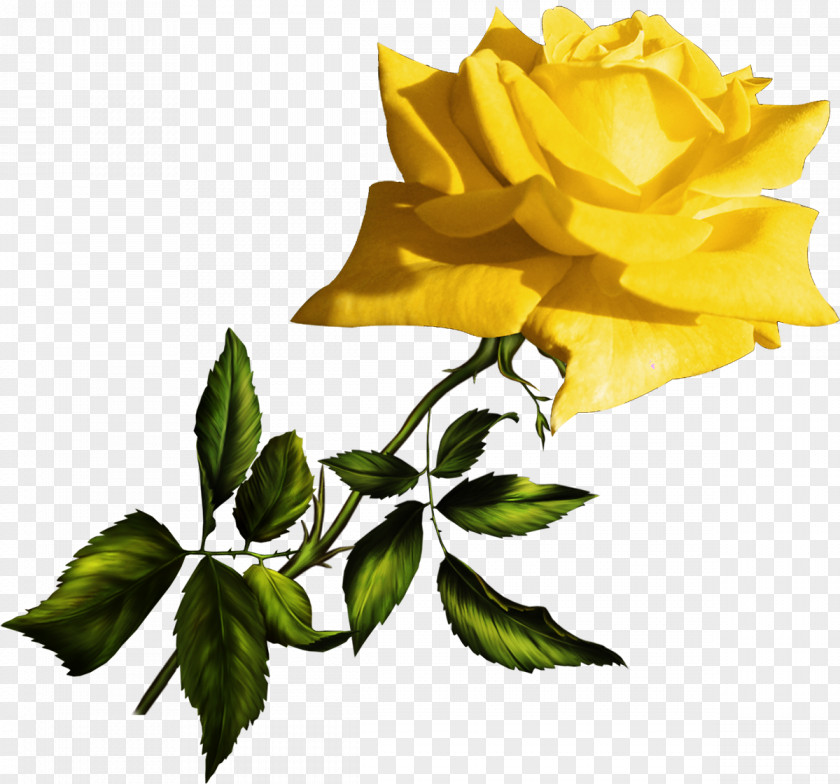 Yellow Rose Garden Roses Blue Clip Art PNG