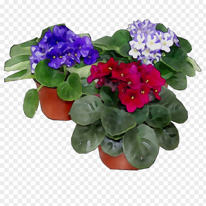 Flowerpot Annual Plant Herbaceous Houseplant Cut Flowers PNG