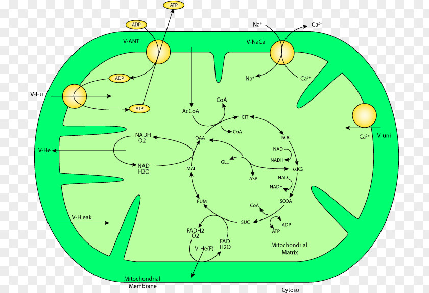 Glycogenolysis Metabolic Pathway Gluconeogenesis Glycolysis Mitochondrion PNG