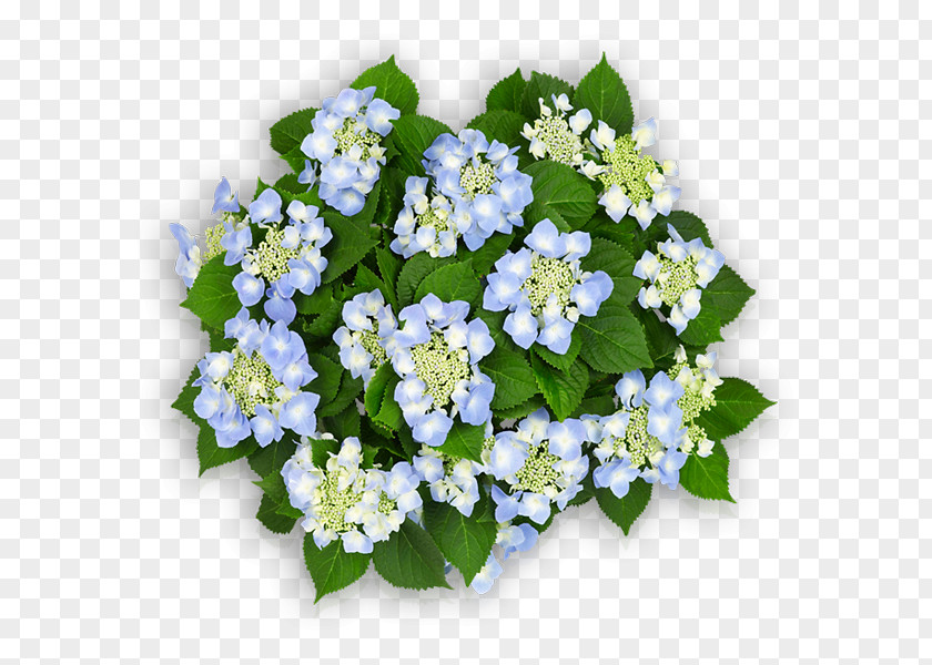 Hydrangea Light Blue French Cut Flowers PNG