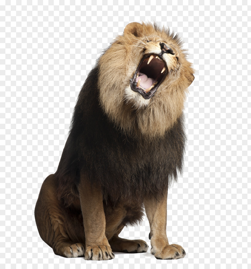 Lion Stock Photography Royalty-free Roar PNG