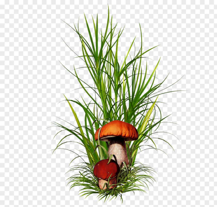 Mushroom Border Grasses Born From Weeds & Rats Plant PNG