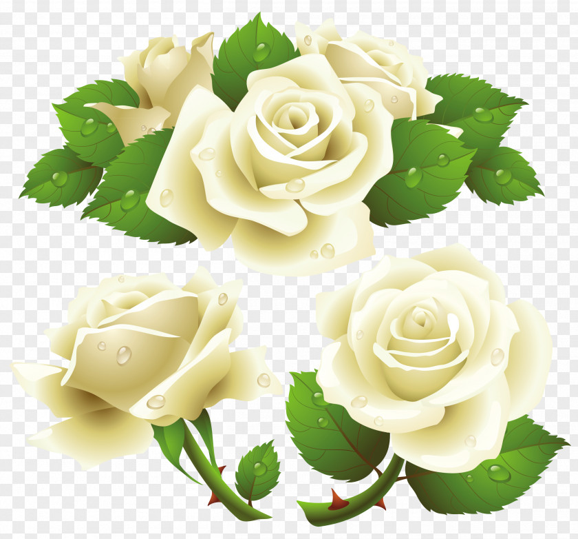 White Rose Image, Flower Picture The Of York Clip Art PNG
