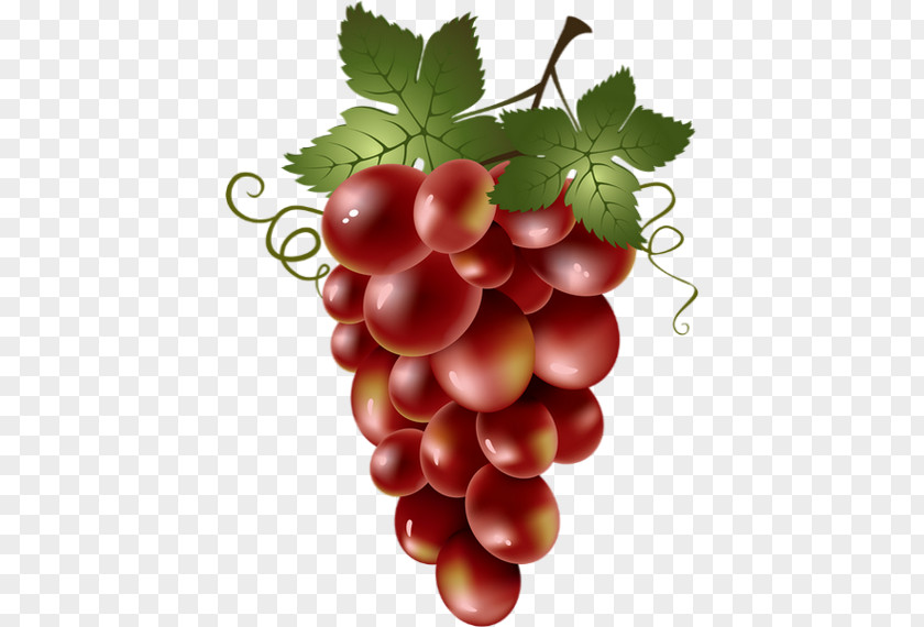 Wine Common Grape Vine Red Clip Art PNG