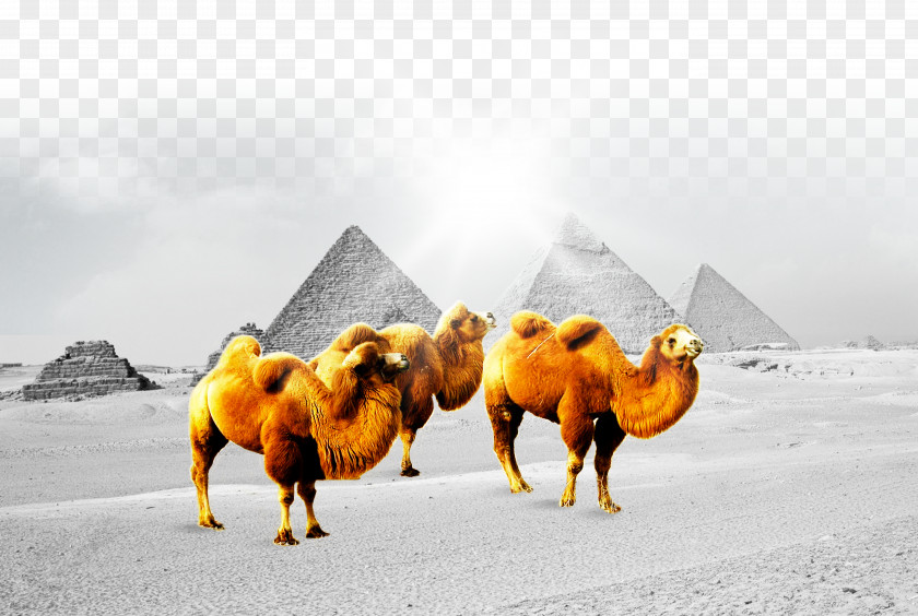 Camel Fundal Poster PNG