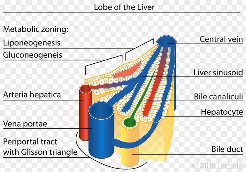 Common Core Mathematics Jokes Lobules Of Liver Sinusoid Lobe PNG
