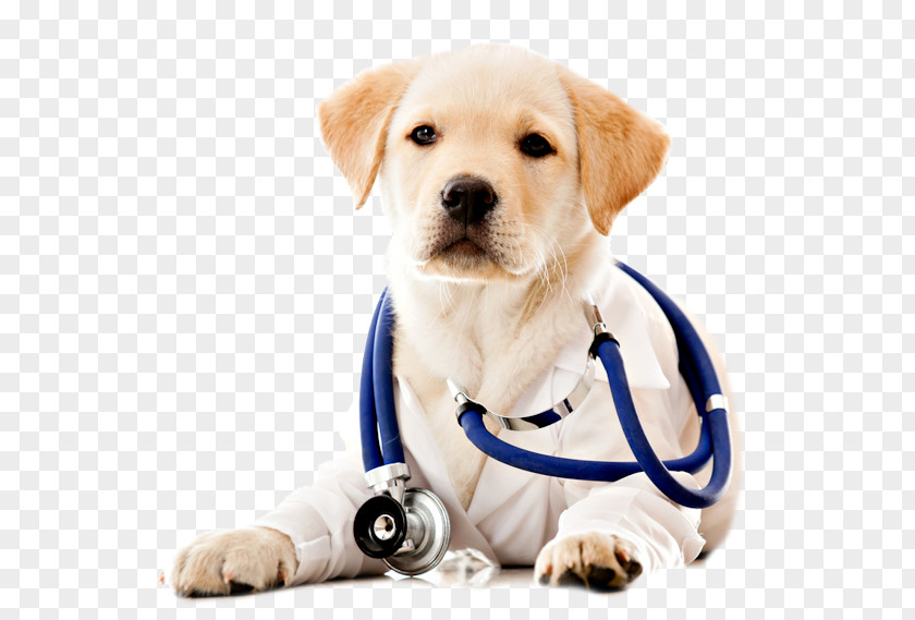 Dog Pet Veterinarian Health Care PNG