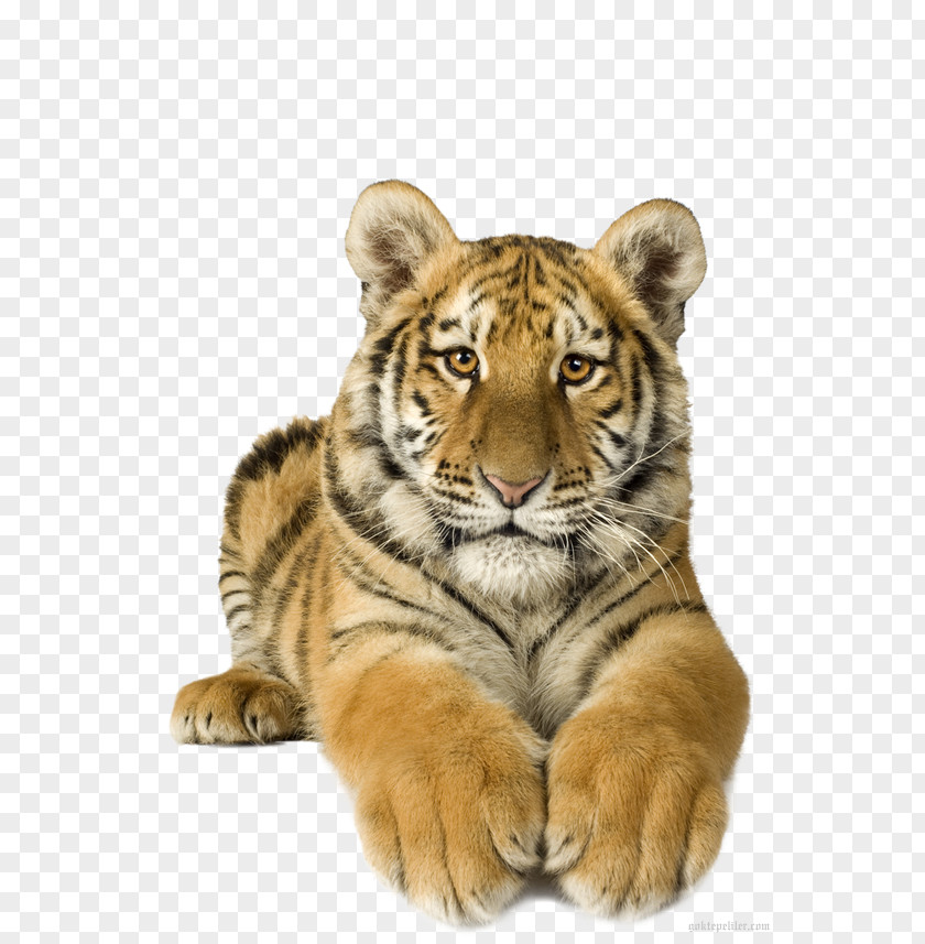 Lion Bengal Tiger Felidae Animaatio White PNG