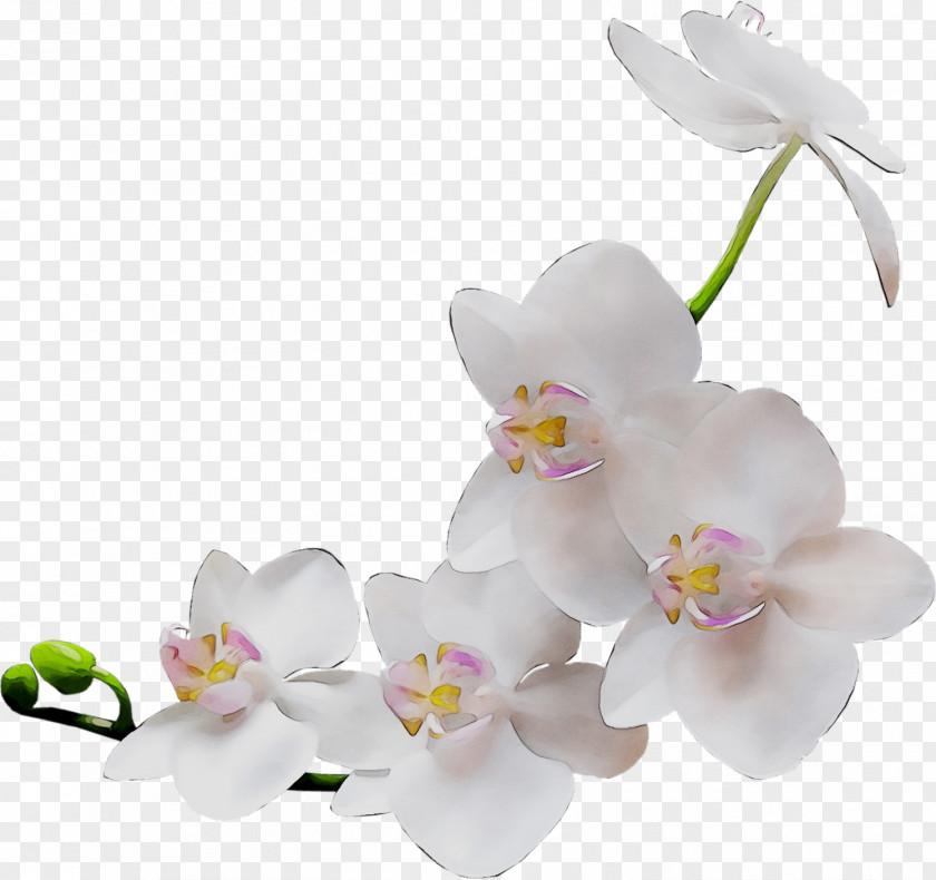 Orchids Clip Art Image Photography PNG