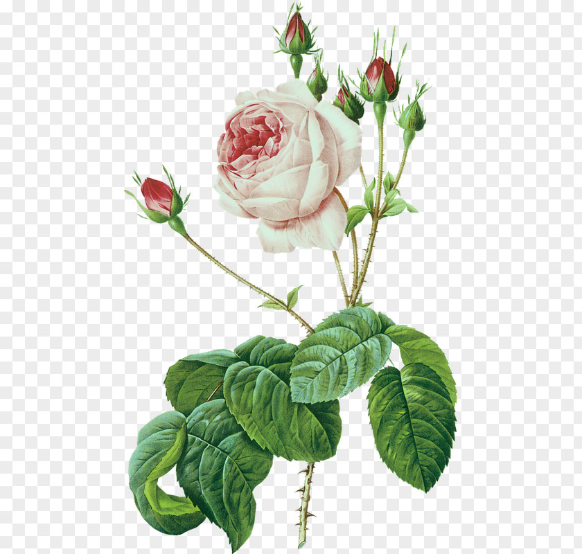 Painting Les Roses Botany Printing PNG