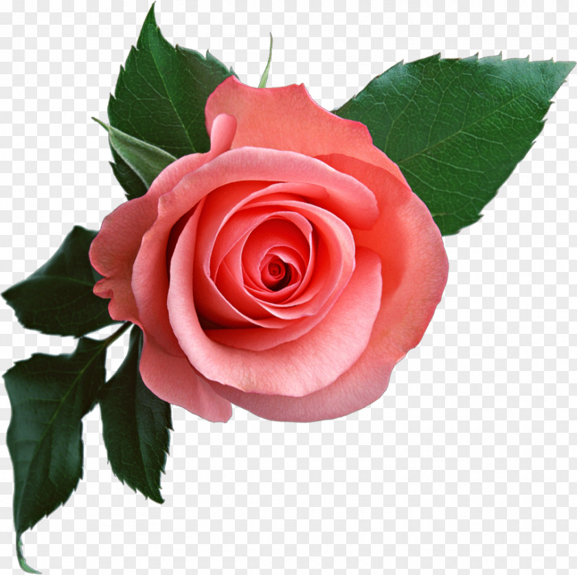 Pink Rose Download Clip Art PNG