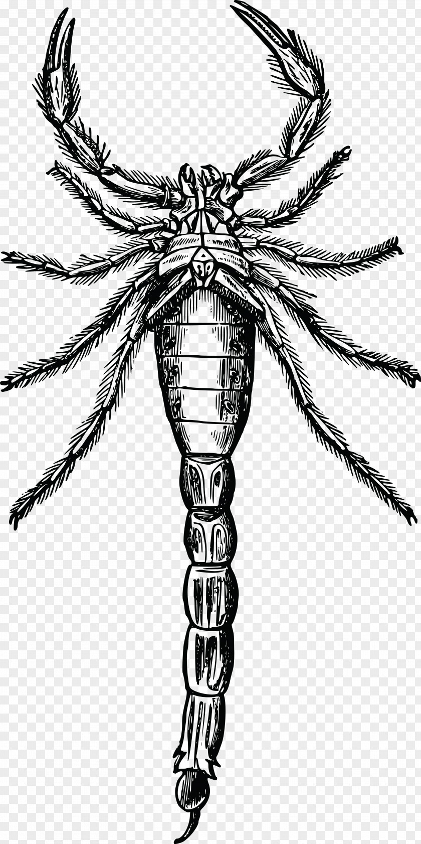 Scorpion Arthropod Drawing Clip Art PNG