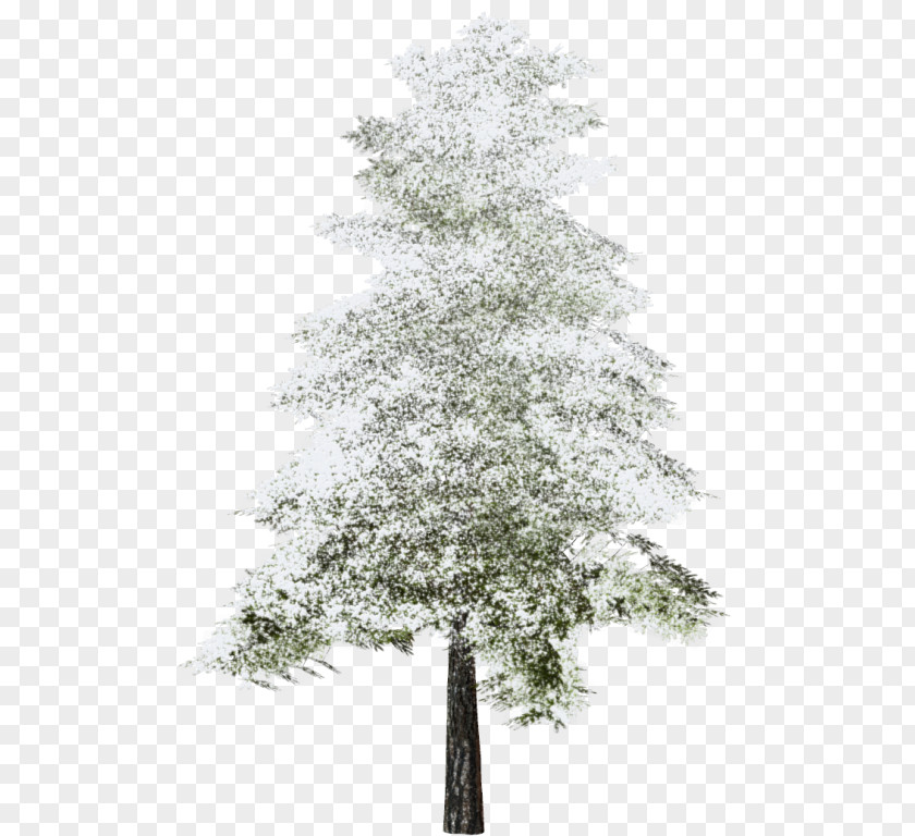 Winter Landscape Tree Spruce Needle Clip Art PNG