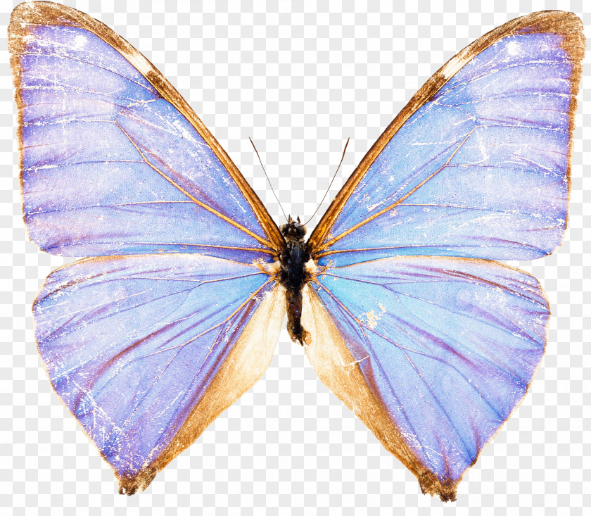 Blue Butterfly Morpho Menelaus Stock Photography PNG
