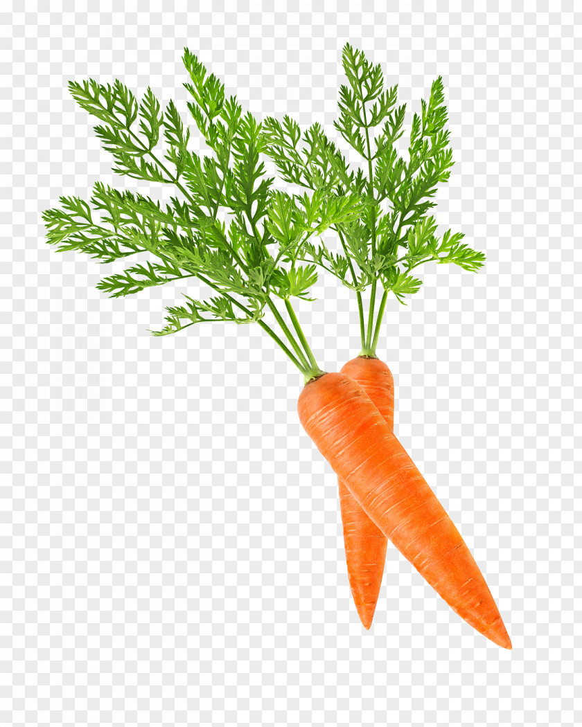 Carrot Baby Clip Art PNG