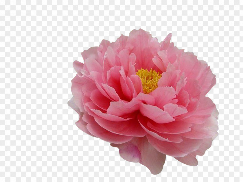 Peony Moutan Flower Tree Paeonia Coral Charm PNG