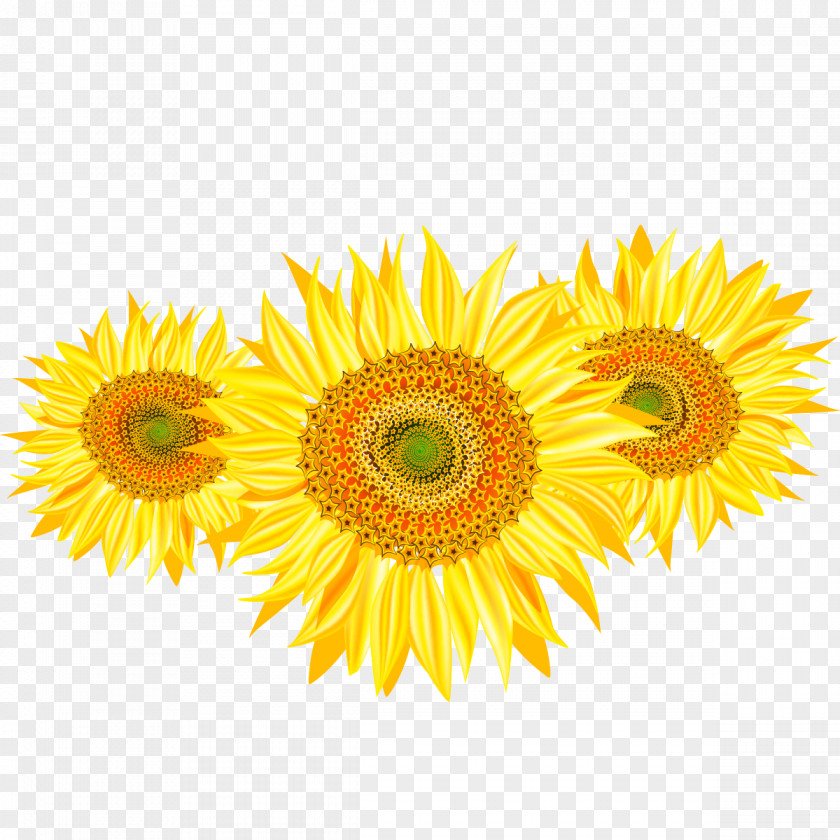 Sunflower Common The Seed PNG