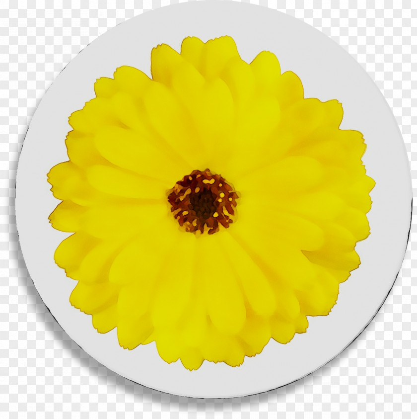 Yellow English Marigold Transvaal Daisy Chrysanthemum Sunflower PNG