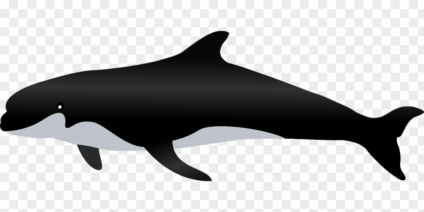 Black Shark Whale Pixabay PNG