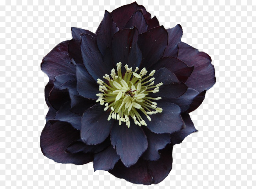 Flower Spa Helleborus Niger Perennial Plant Color PNG