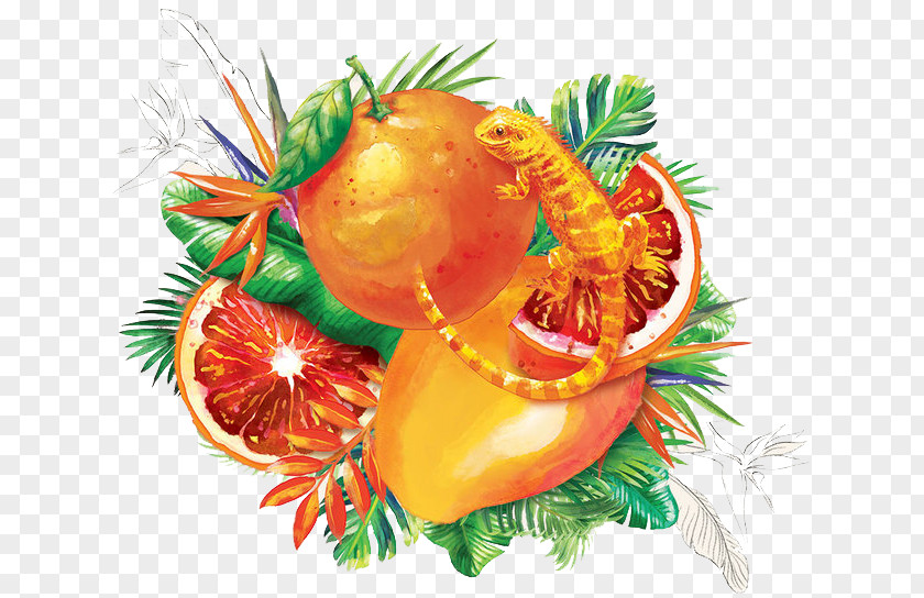 Red Grapefruit Australia Web Design Dribbble Illustration PNG