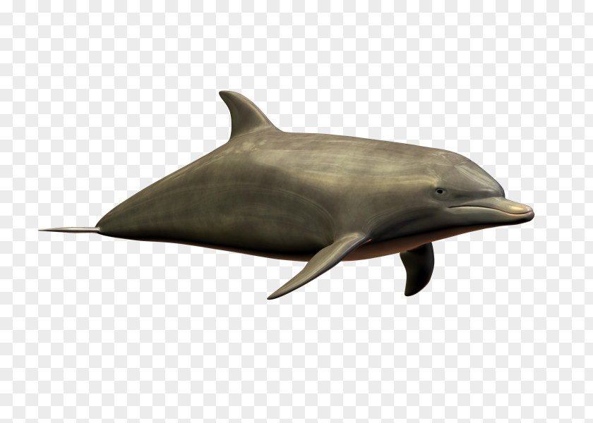 Roleplaying Common Bottlenose Dolphin Short-beaked Tucuxi Rough-toothed PNG