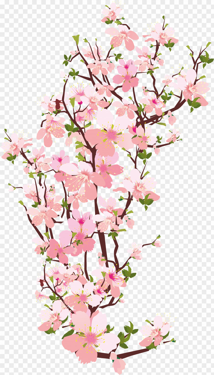 Beautiful Flower Cherry Blossom Clip Art PNG