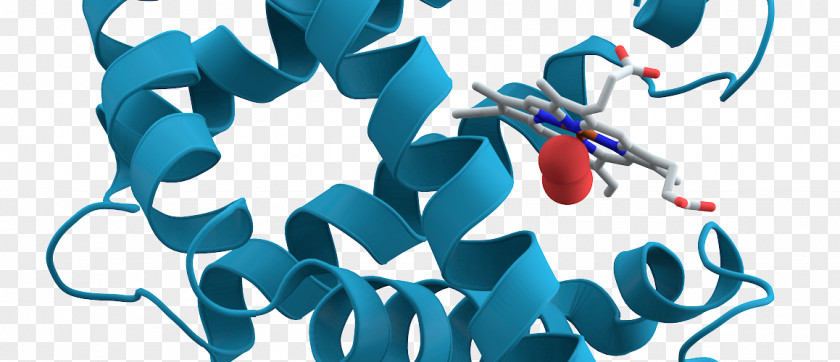 Biochemistry Protein Myoglobin Molecular Biology PNG