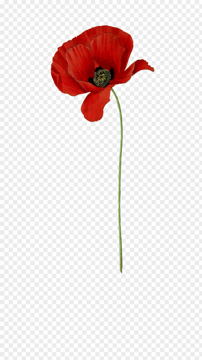 Flower Common Poppy Daisy Red PNG