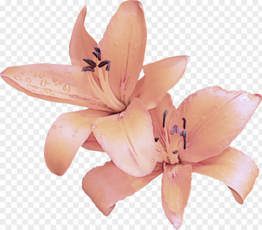 Peach Amaryllis Belladonna Pink Petal Lily Flower Plant PNG