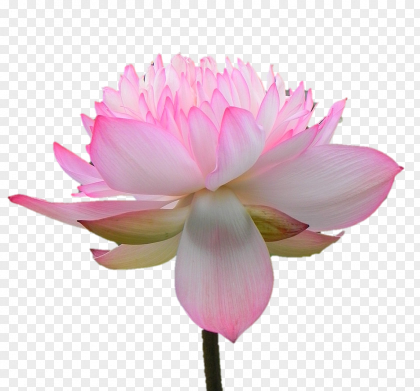 Aum Poster Sacred Lotus Herbaceous Plant Peony Pink M Stem PNG