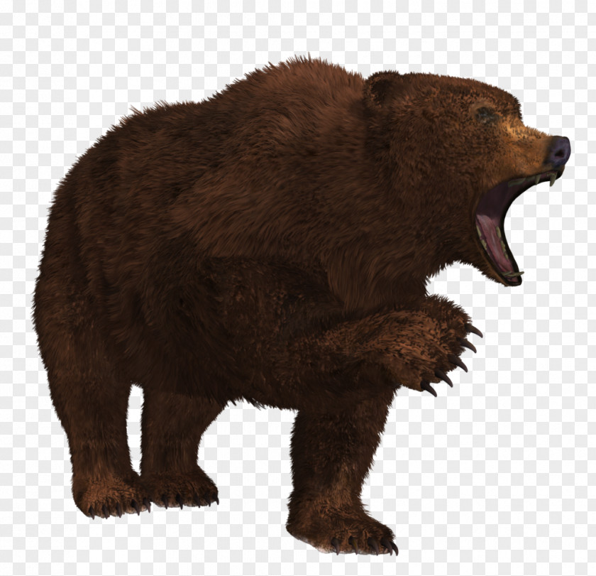 Bear 7 Grizzly PNG