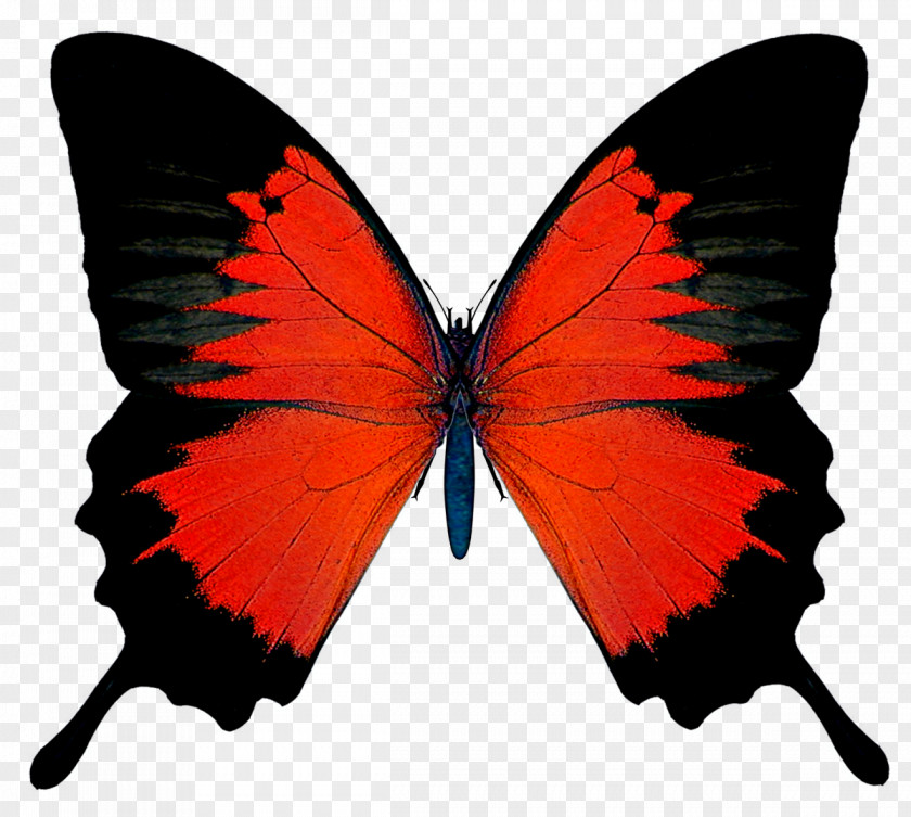Black And Red Butterfly Picture Vanessa Cardui Admiral Insect Wing PNG