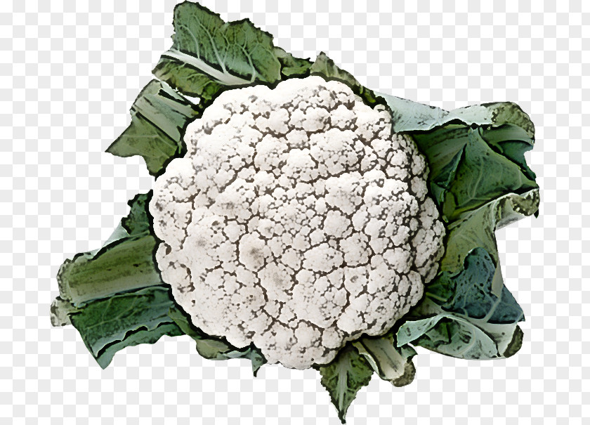 Flower Wild Cabbage Cauliflower PNG