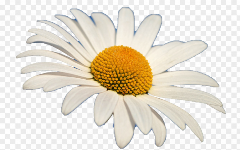 Lotus Flower Common Daisy Oxeye Stock Photography Clip Art PNG
