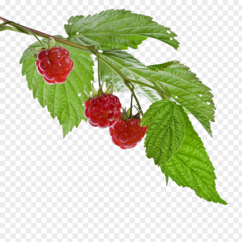 Raspberries Red Raspberry Leaf Loganberry Fruit PNG