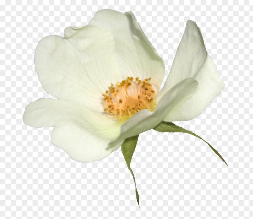 Xin Fu Flower Internet Dog-rose PNG