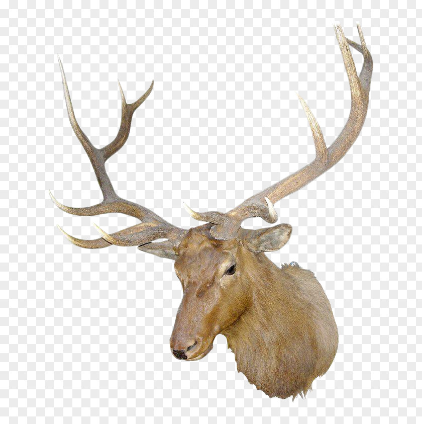 Deer Irish Elk Antler White-tailed PNG