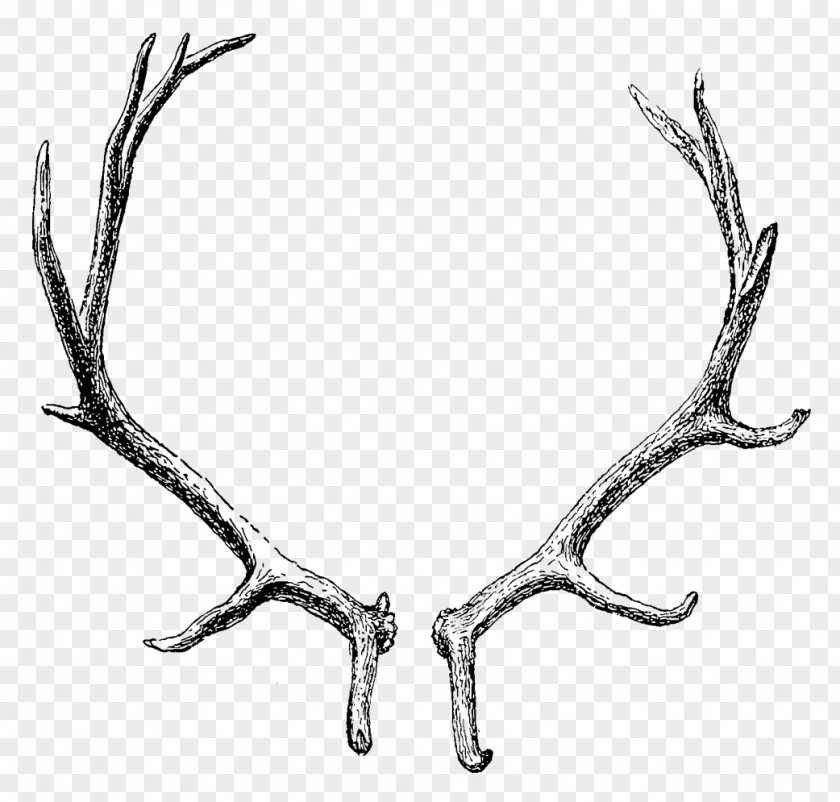 Deer Reindeer Elk Moose Antler PNG
