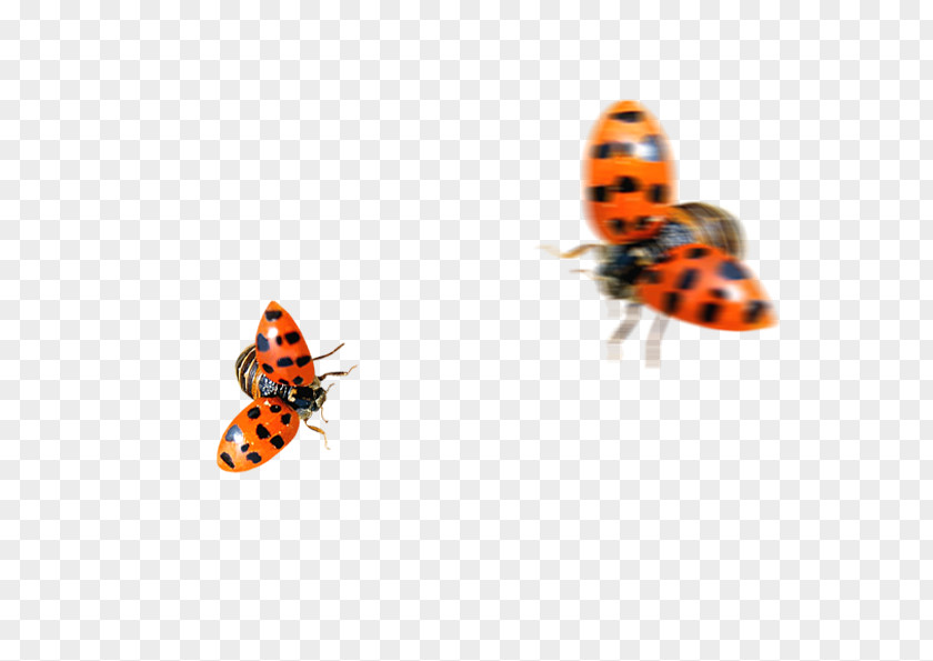 Flying Ladybird PNG