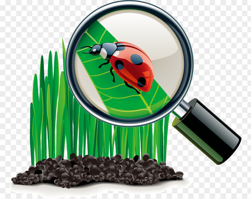 Ladybug Land Leaf Painted Magnifier Beauty Object Icon PNG