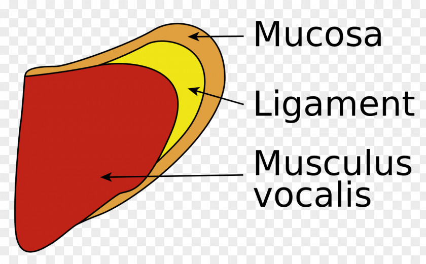 Quotation Vocal Folds Cord Paresis Wikipedia PNG