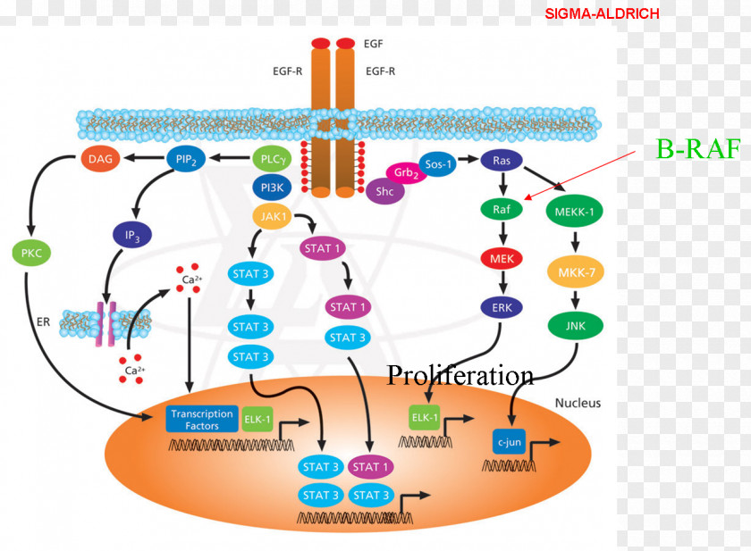 Signal Transduction Epidermal Growth Factor Receptor Cell Signaling Biological Pathway PNG