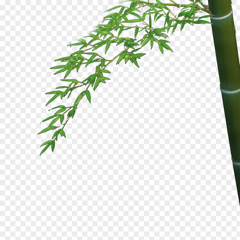 Bamboo Bambusa Oldhamii Leaf PNG